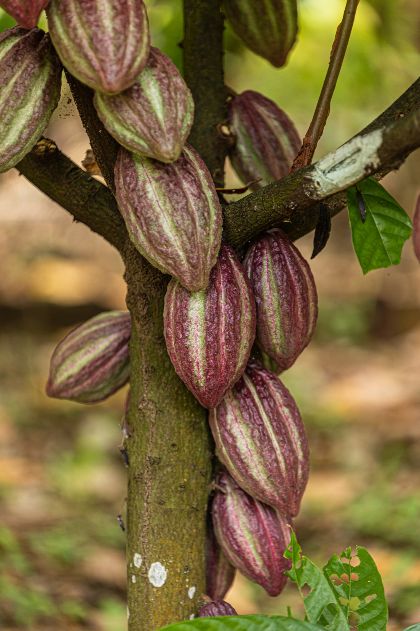 Cacao de Grade Cérémoniel - Salvador