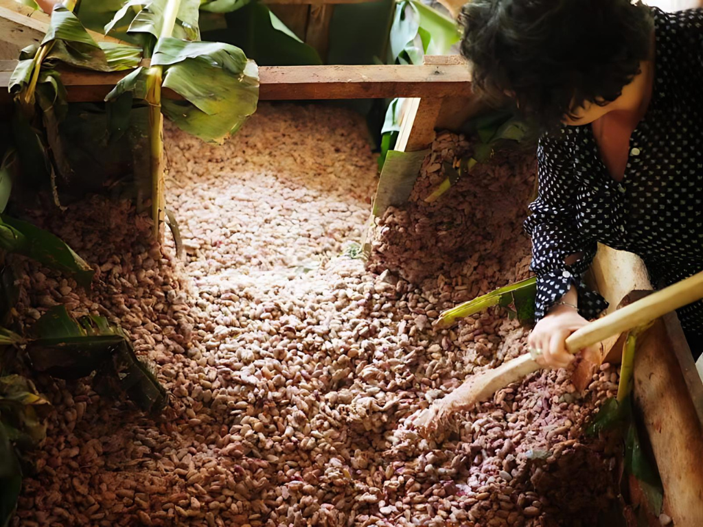 Du cacao au chocolat