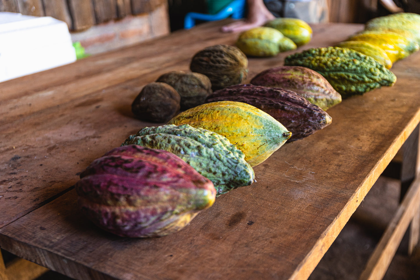 Fève Cacao de Grade Cérémoniel - Salvador