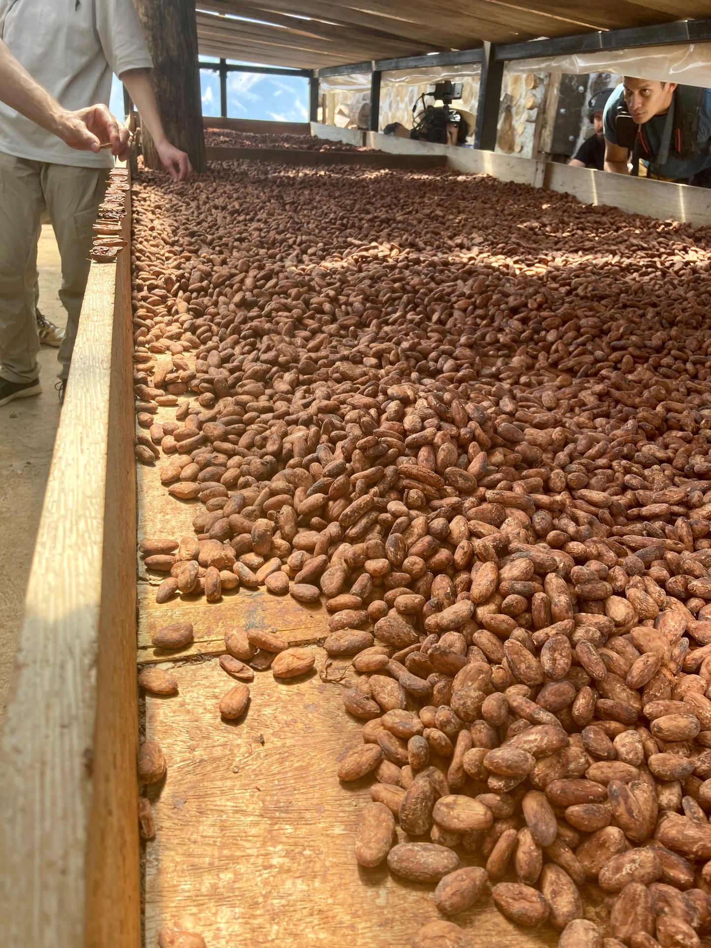 Fève Cacao de Grade Cérémoniel - Salvador