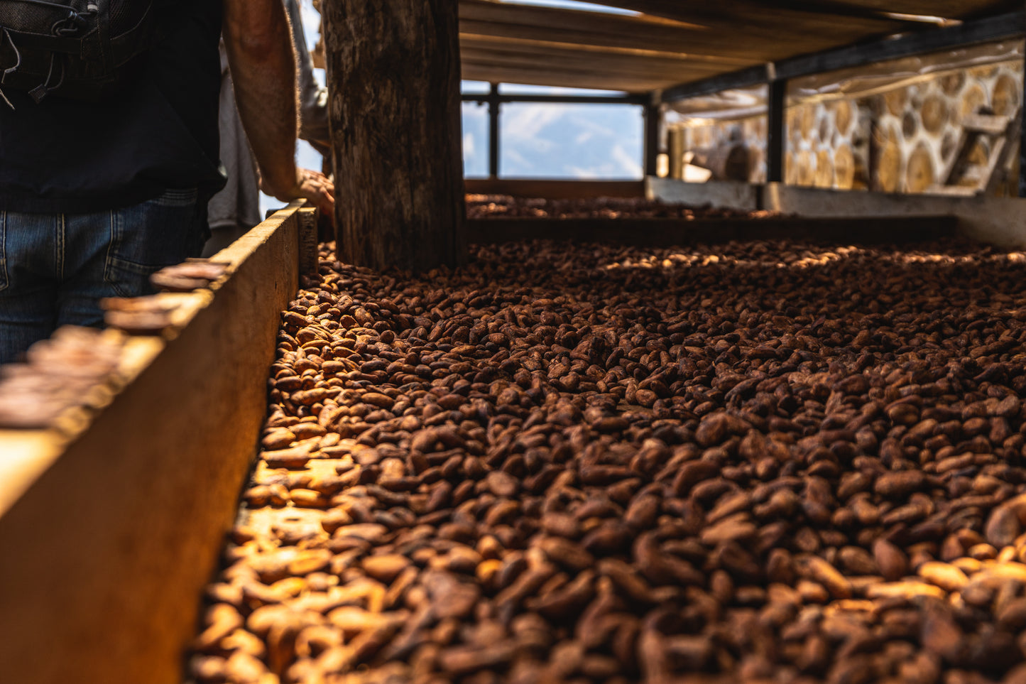 Fève Cacao de Grade Cérémoniel - Salvador