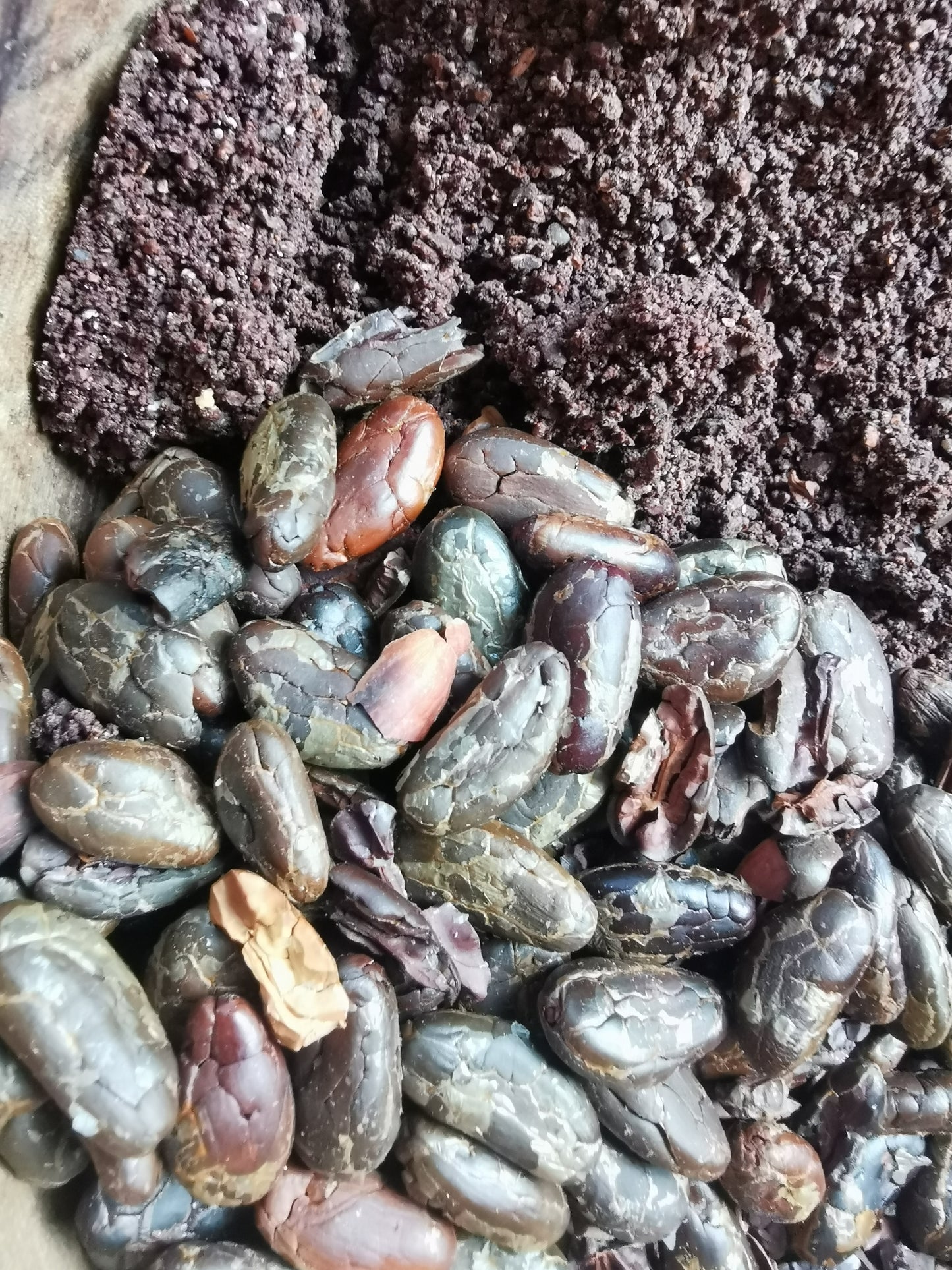 Cacao de Grade Cérémoniel - Mexique