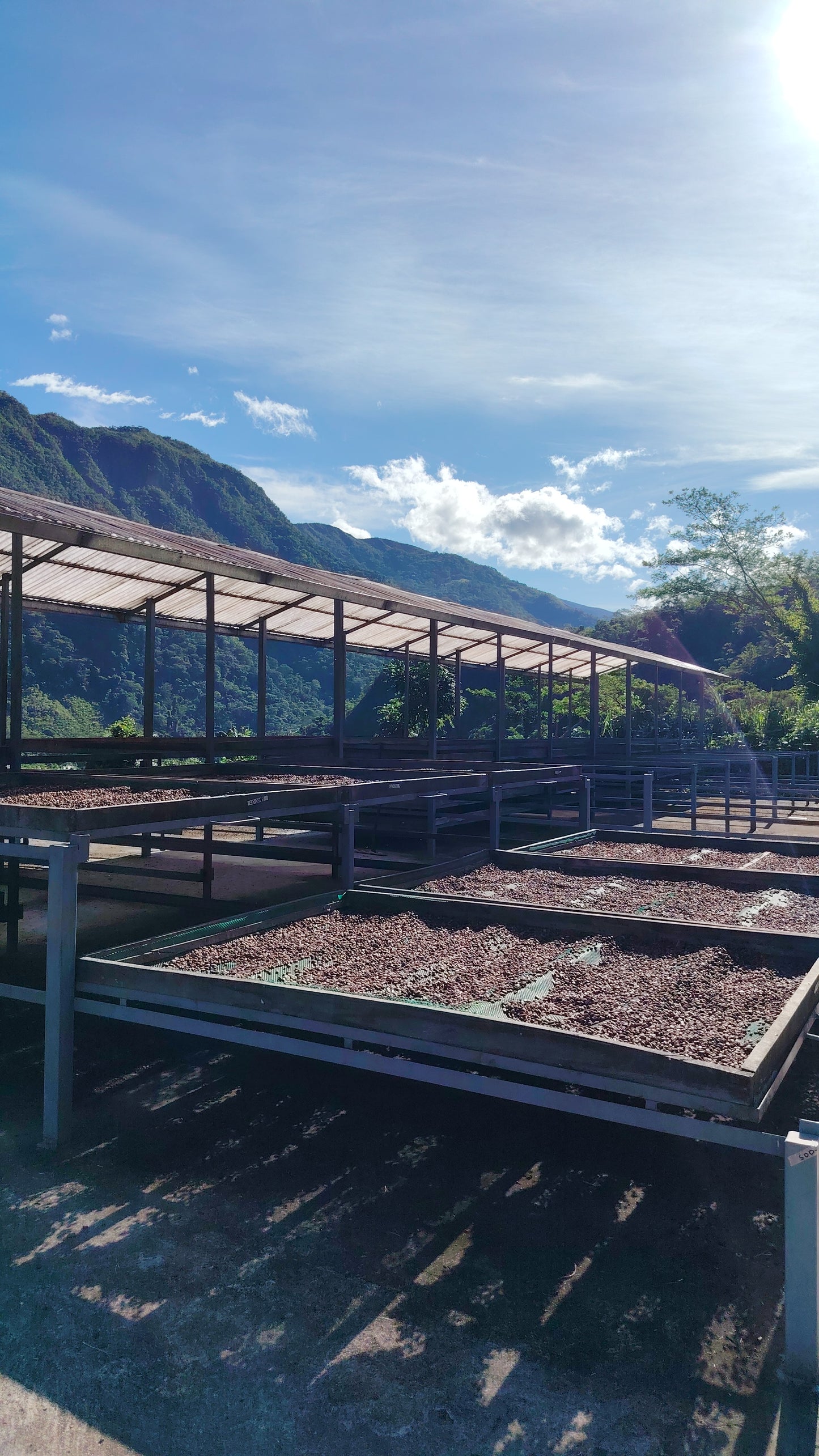 Cacao de Grade Cérémoniel - Pérou "Chuncho"