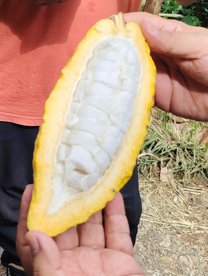 Cacao de Grade Cérémoniel - Pérou "Chuncho"