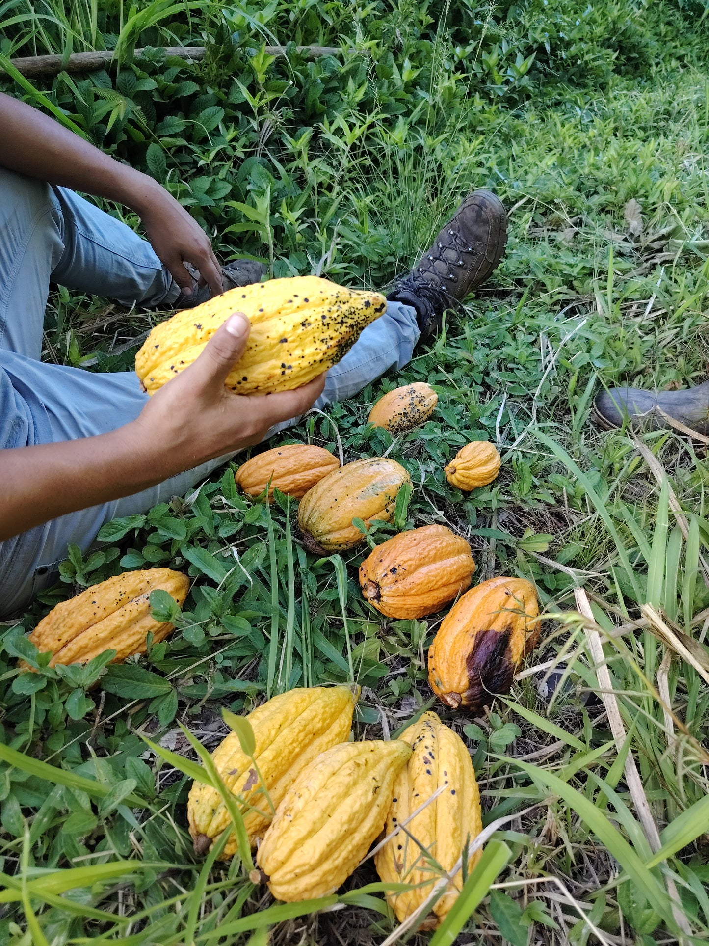Cacao de Grade Cérémoniel - Pérou "Chuncho"