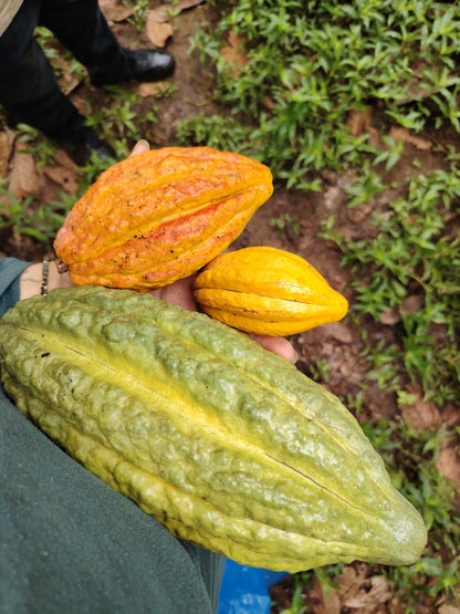 Cacao de Grade Cérémoniel - Pérou "Chuncho"