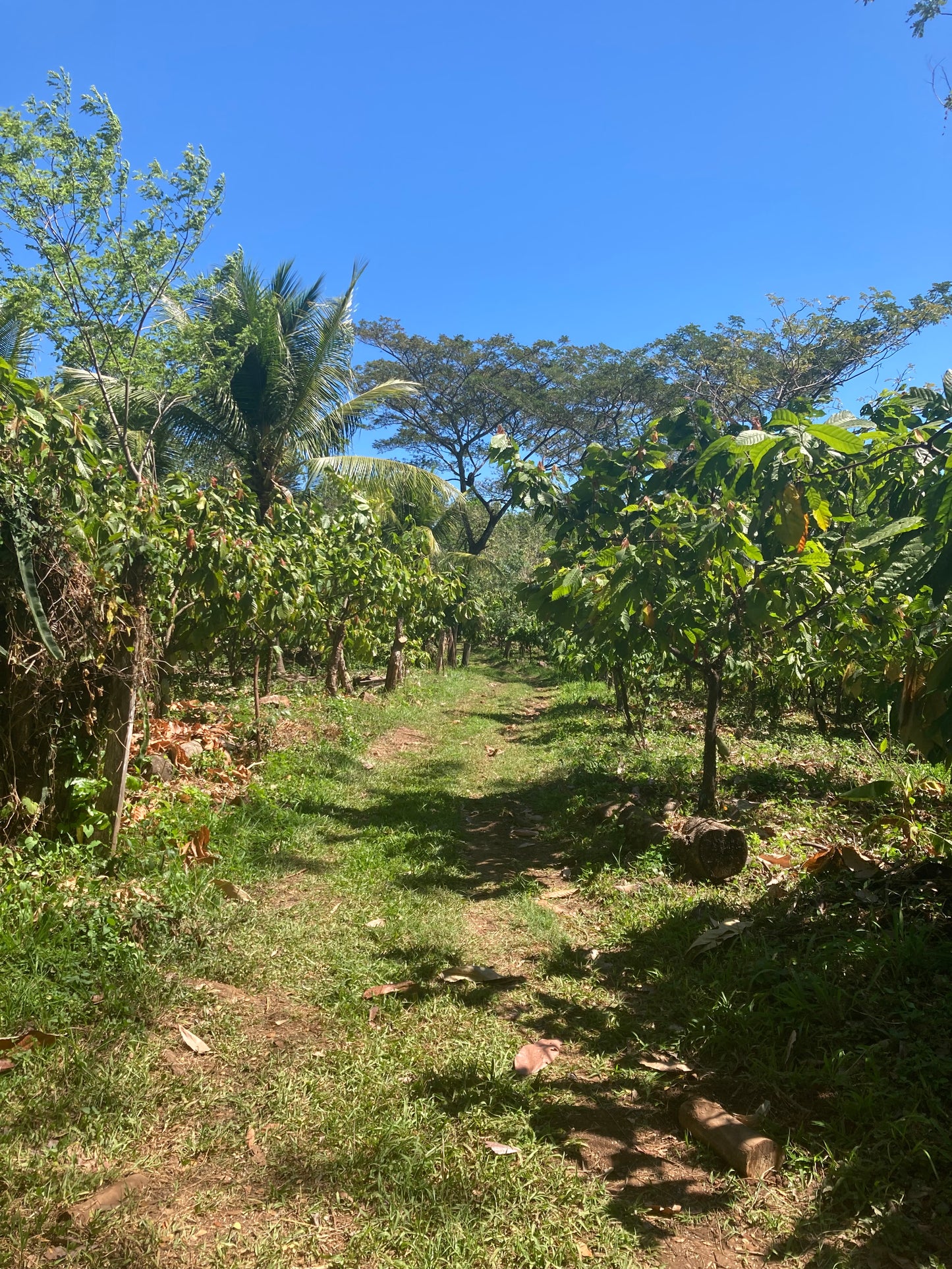 Cacao de Grade Cérémoniel - Salvador