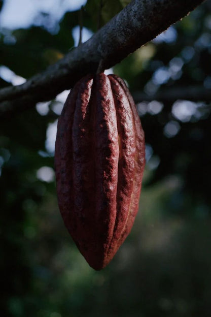 Cacao de Grade Cérémoniel - Mexique