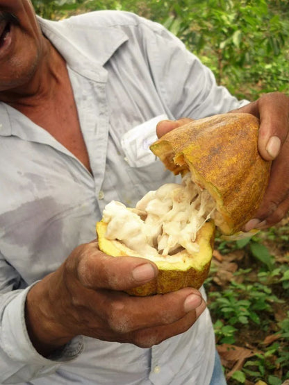 Cacao de Grade Cérémoniel - Mexique