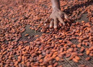 Cacao de Grade Cérémoniel - îles Salomon