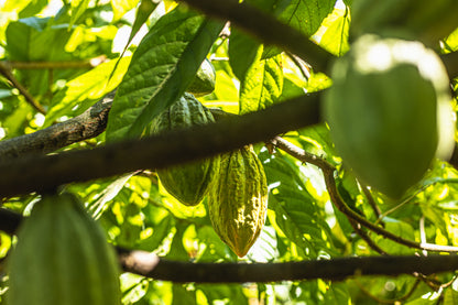 Cacao de Grade Cérémoniel - Salvador