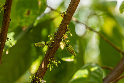 Cacao de Grade Cérémoniel - Salvador