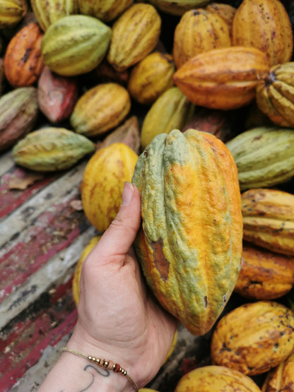 Fève Cacao - Colombie