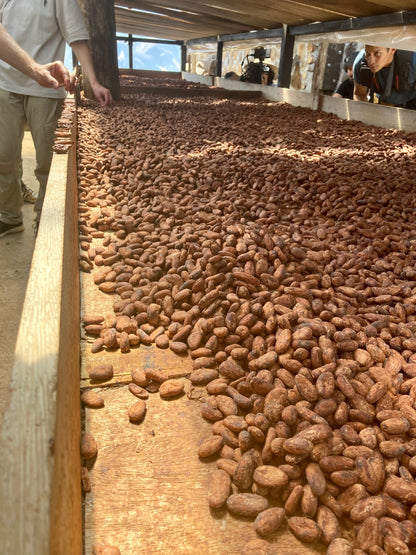 Fève Cacao de Grade Cérémoniel - Salvador
