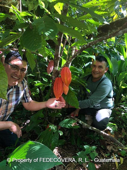 Cacao de Grade Cérémoniel - Entre Nubes Guatemala