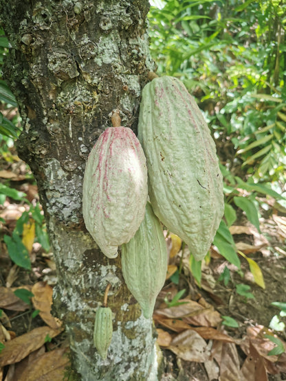 Cacao de Grade Cérémoniel - Ullulaw Cacao Guatemala