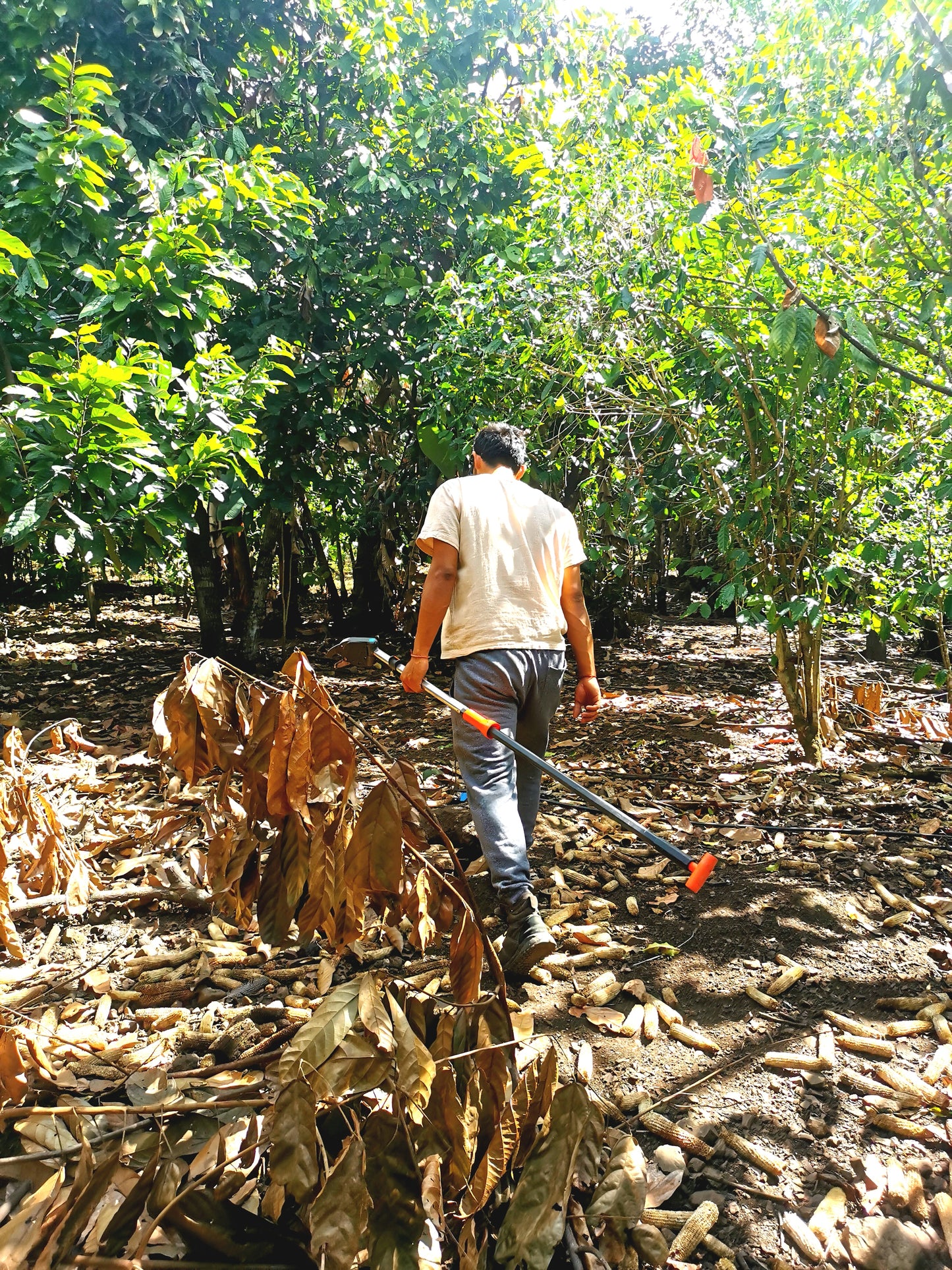 Cacao de Grade Cérémoniel - Pérou "Chuncho"