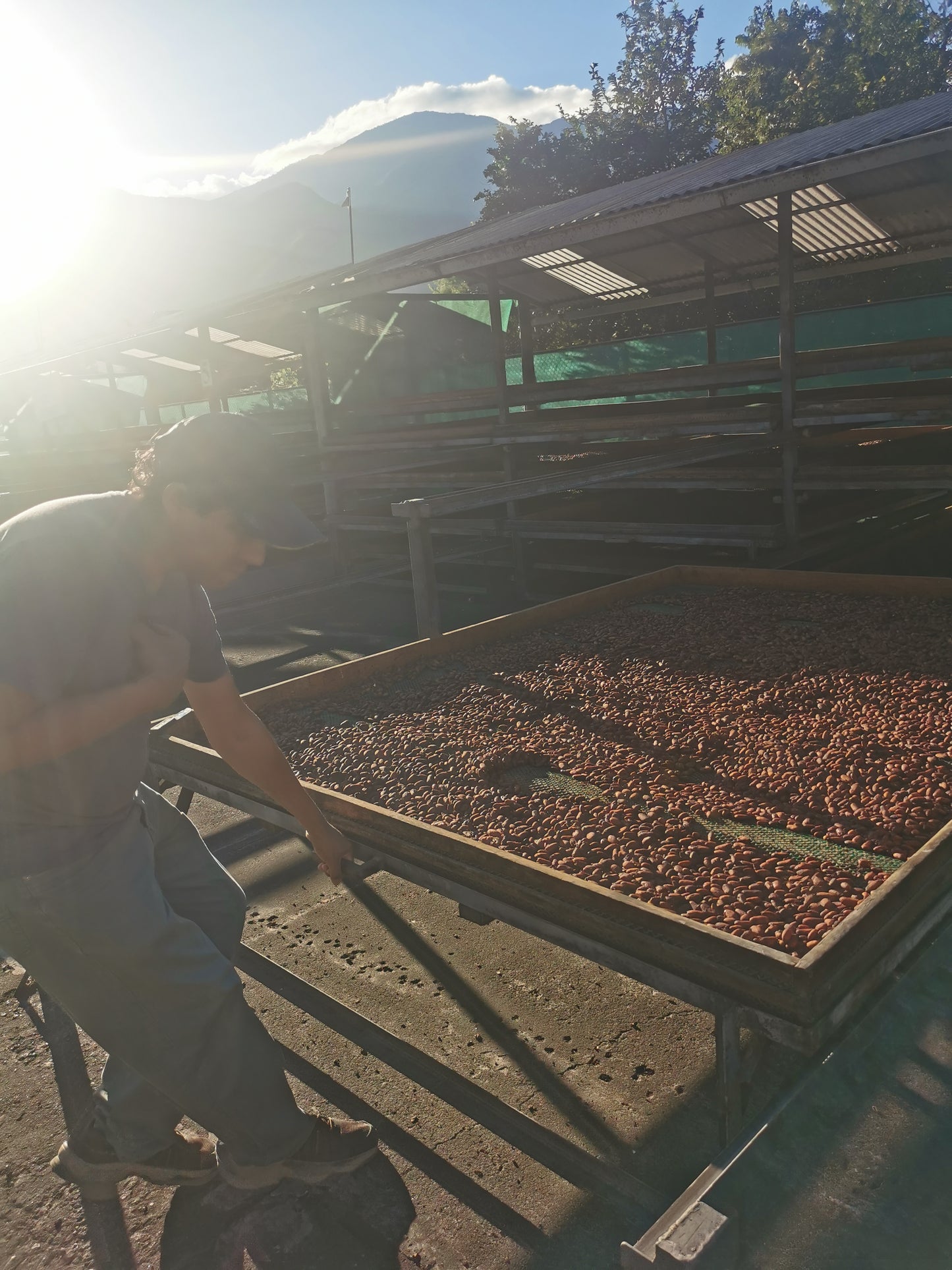 Cacao de Grade Cérémoniel - Pérou "Chuncho"