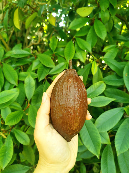Cabosse