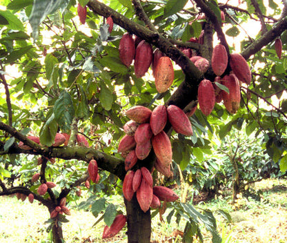 Cacao de Grade Cérémoniel - îles Salomon